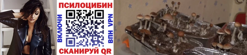 Псилоцибиновые грибы GOLDEN TEACHER  Купить где  Нижний Ломов 
